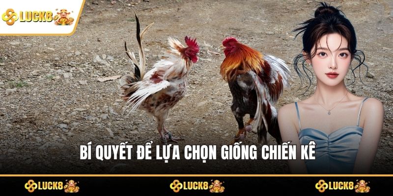Bí quyết để lựa chọn giống chiến kê