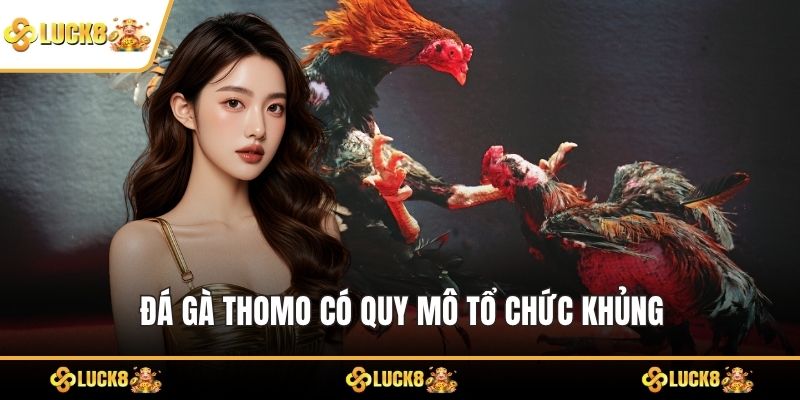 Đá gà Thomo có quy mô tổ chức khủng