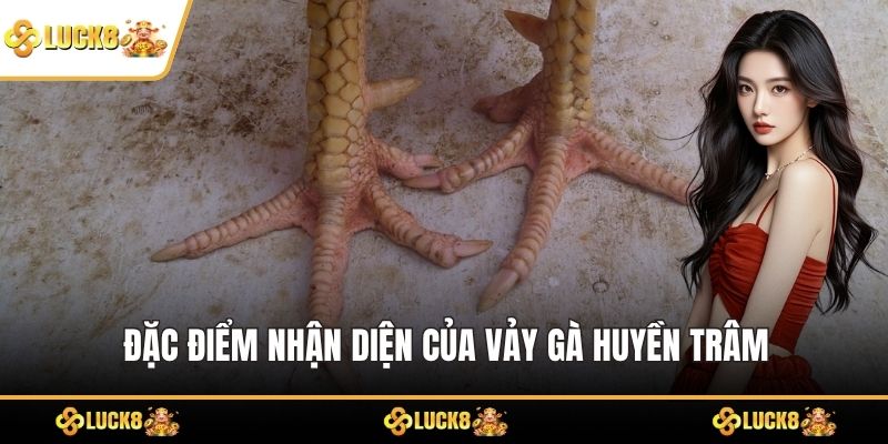 Đặc điểm nhận diện của vảy gà huyền trâm