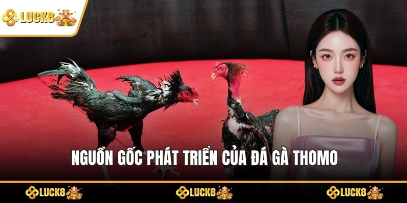 Nguồn gốc phát triển của đá gà Thomo